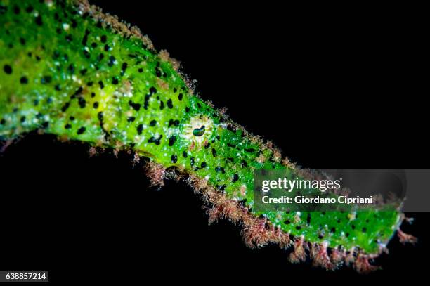 the underwater world of philippines, southeast asia, western pacific ocean. - halicampus macrorhynchus peixe cachimbo fantasma - fotografias e filmes do acervo