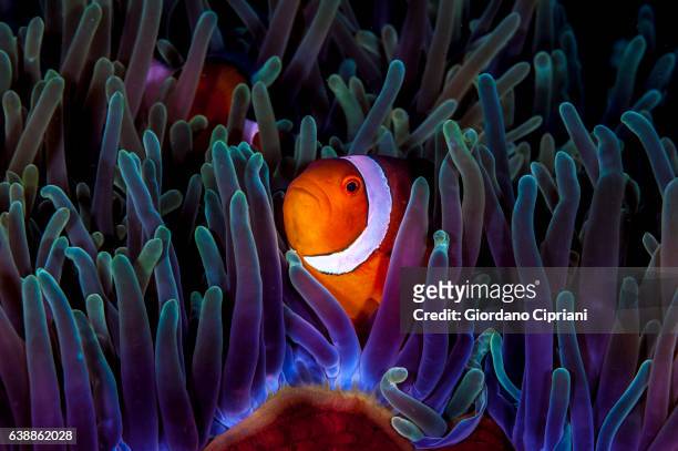 the underwater world of philippines, southeast asia, western pacific ocean. - anemonefish stockfoto's en -beelden
