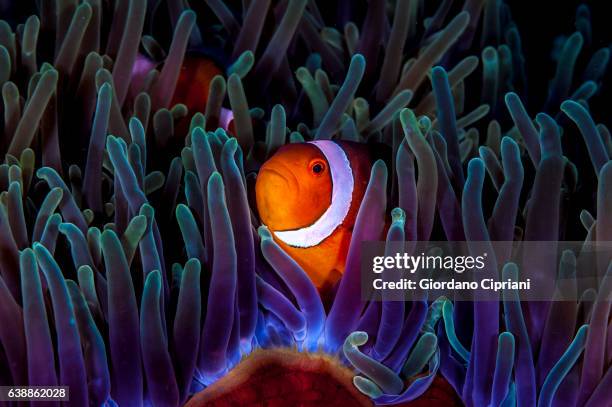 the underwater world of philippines, southeast asia, western pacific ocean. - pacific ocean imagens e fotografias de stock