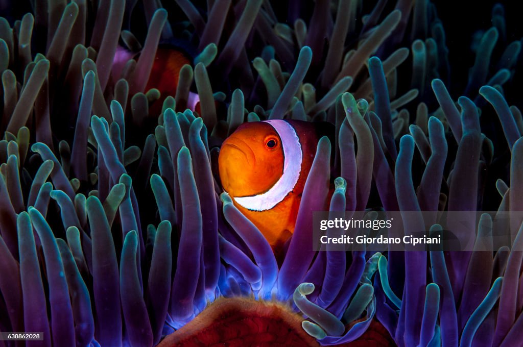 The Underwater world of Philippines, Southeast Asia, western Pacific Ocean.