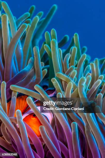 the underwater world of philippines, southeast asia, western pacific ocean. - coral colored imagens e fotografias de stock