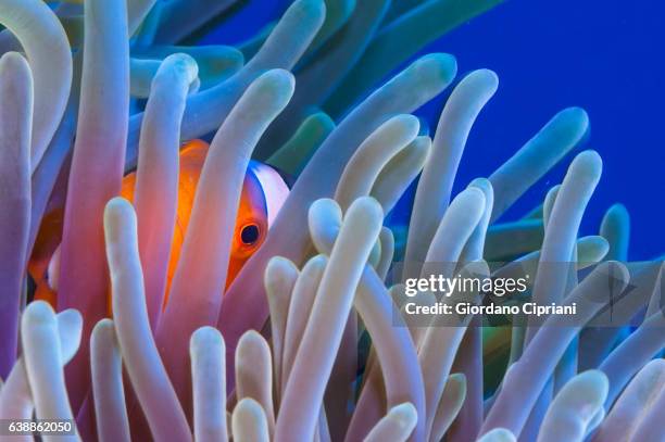 the underwater world of philippines, southeast asia, western pacific ocean. - symbiotic relationship stock-fotos und bilder