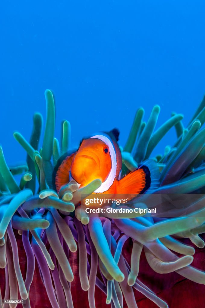 The Underwater world of Philippines, Southeast Asia, western Pacific Ocean.