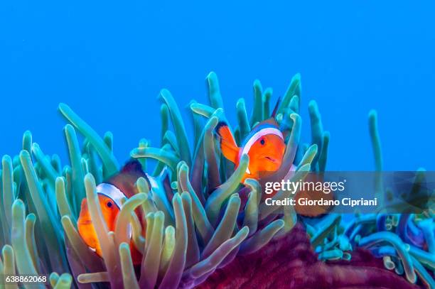 the underwater world of philippines, southeast asia, western pacific ocean. - pez payaso fotografías e imágenes de stock