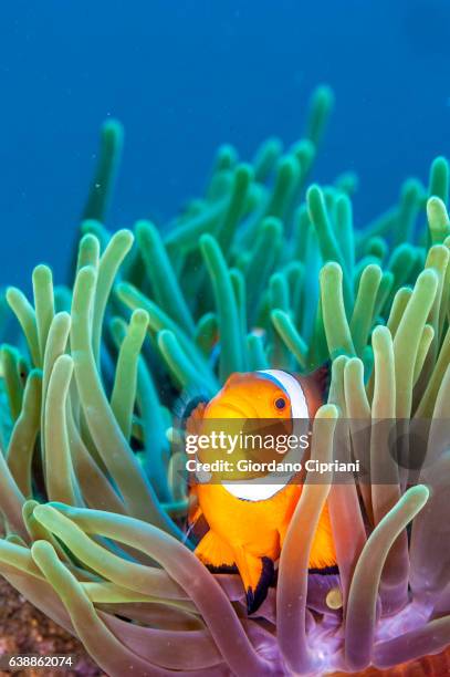the underwater world of philippines, southeast asia, western pacific ocean. - pesce pagliaccio di clark foto e immagini stock