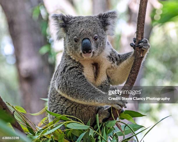 koala - coala stock pictures, royalty-free photos & images
