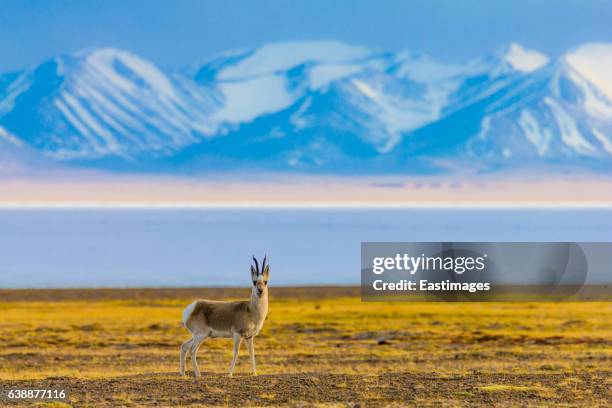 tibetan argali on qinghai-tibet platea nearby hala lake,china. - argali stock pictures, royalty-free photos & images