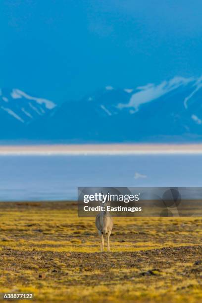 tibetan argali on qinghai-tibet platea nearby hala lake,china. - argali stock pictures, royalty-free photos & images