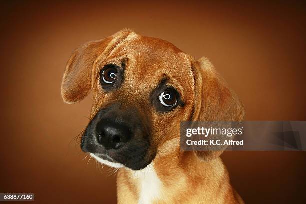 a portrait of a beagle that was a rescued dog. - ビーグル ストックフォトと画像