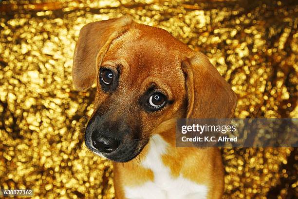 a portrait of a beagle that was a rescued dog. - puppy eyes stock pictures, royalty-free photos & images
