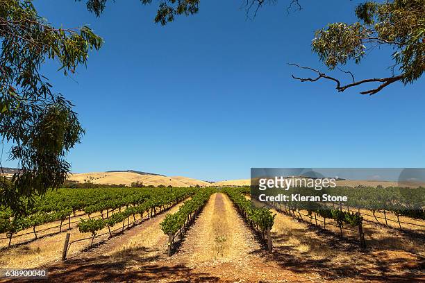 vineyard - adelaide foto e immagini stock