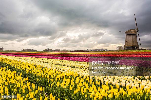tulips and windmills in netherlands - iacomino netherlands foto e immagini stock