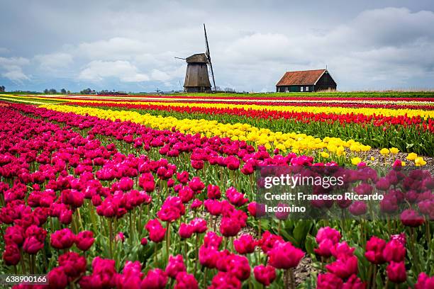tulips and windmills in netherlands - iacomino netherlands stock pictures, royalty-free photos & images