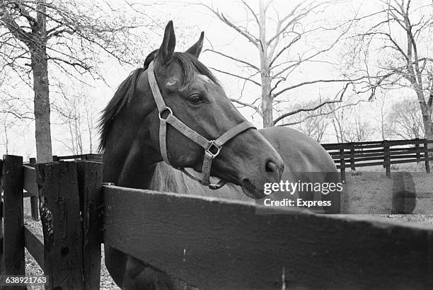 Thoroughbred racehorse Nijinsky , known in the States as Nijinsky II, at Lexington Stud Farm in Kentucky, USA, May 1971.