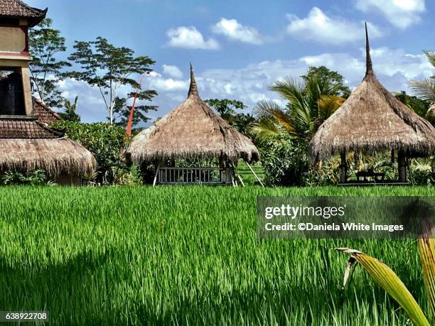 campuhan ridge walk ,ubud , bali, indonesia - campuhan ridge walk stockfoto's en -beelden