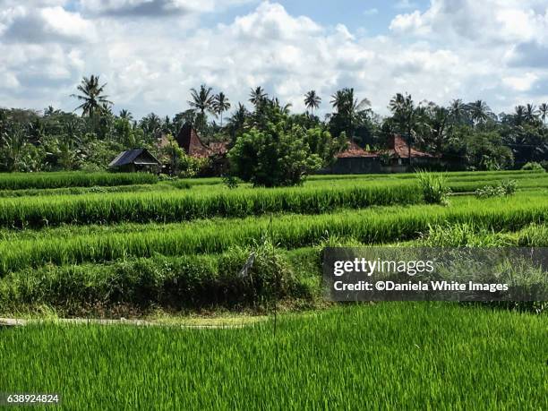 campuhan ridge walk, ubud, bali indonesia - campuhan ridge walk stockfoto's en -beelden