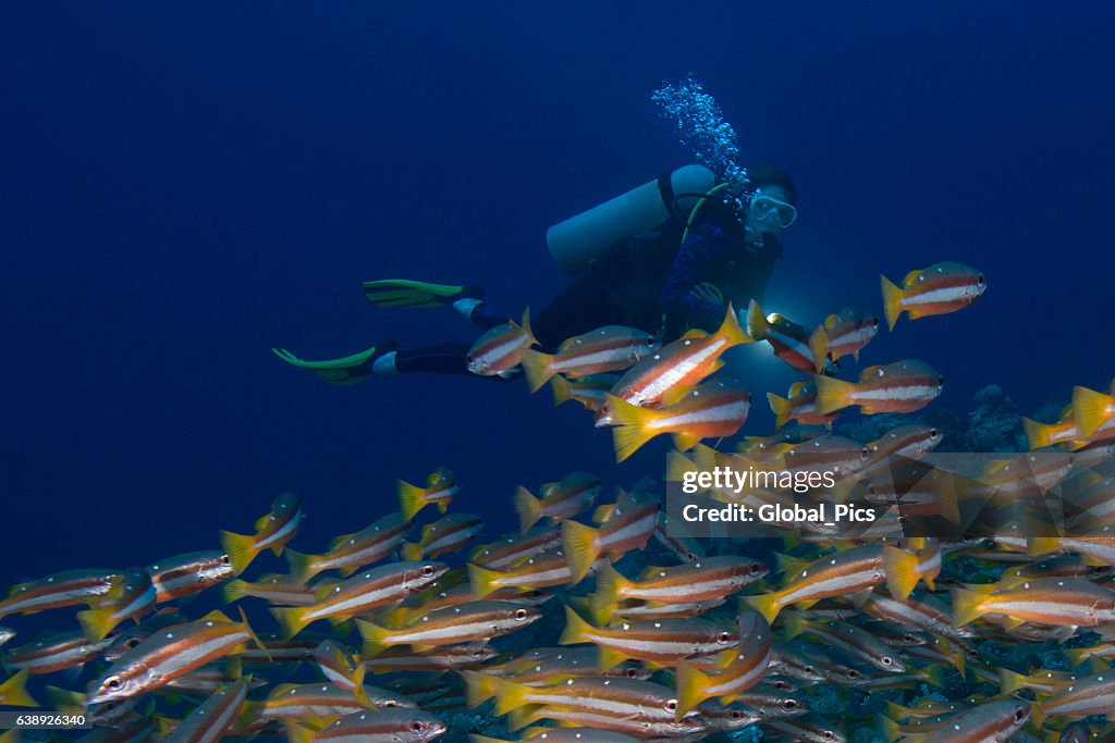 Carangas e mergulhador-Palau, Micronésia