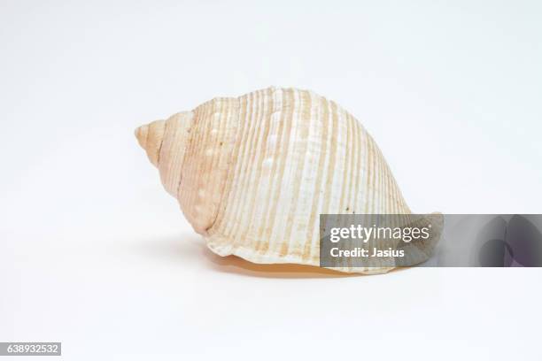 Sea Shell Forma 1,119 Giant Sea Shell Stock Photos, High-Res Pictures, and Images ...