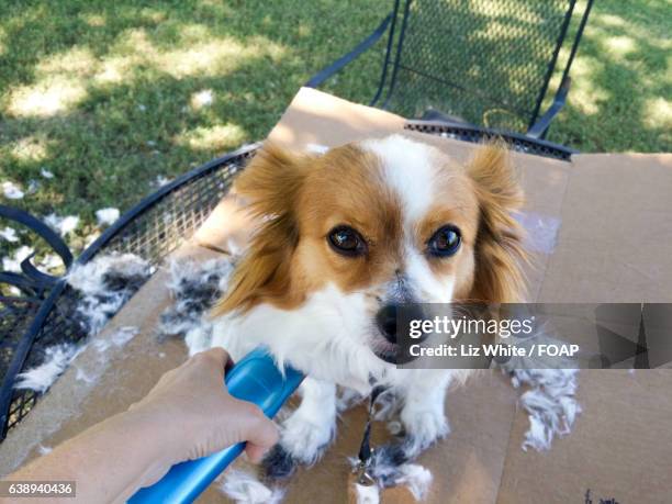 dog with trimmer - hair clipper stock pictures, royalty-free photos & images