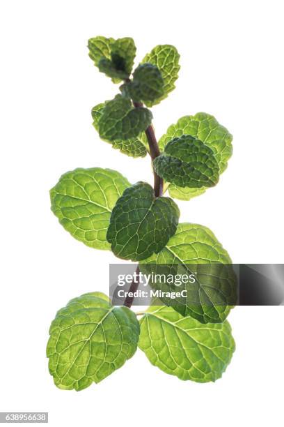 green mint on white background - thin mint stock pictures, royalty-free photos & images