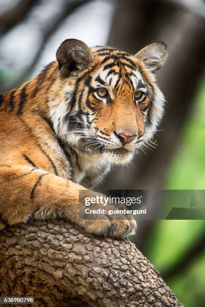 bengal tiger (panthera tigris tigris) on a tree, wildlife shot - indian tigers stock pictures, royalty-free photos & images