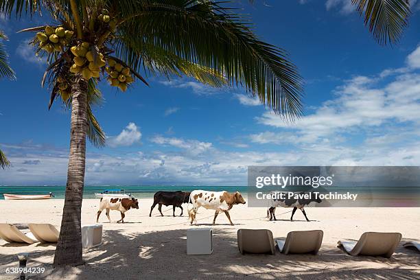 cattle on a beach, rodrigues - mauritius beach bildbanksfoton och bilder