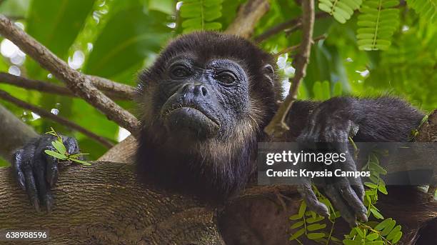 golden-mantled howler monkey (alouatta palliata palliata) resting in a tree at playa hermosa, costa rica - howler stock pictures, royalty-free photos & images