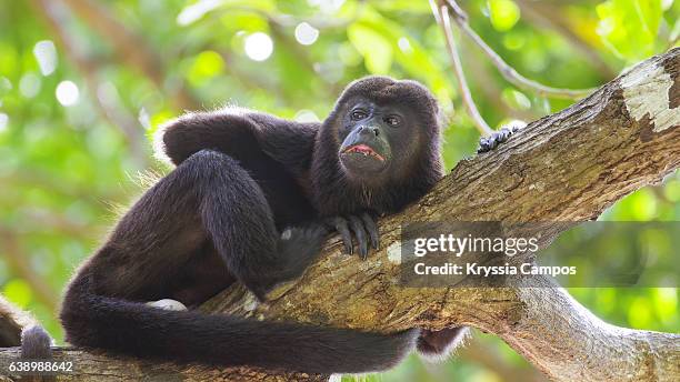 Howlor 1,749 Howler Stock Photos, High-Res Pictures, and Images - Getty Images