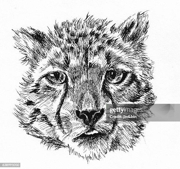 leopard baby head sketch hand drawn illustration on white background - baby snow leopard stock illustrations