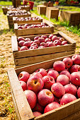 Italian typical apples in wooden box