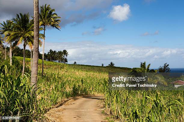 sugar cane plantation on réunion - saint pierre de la reunion stock pictures, royalty-free photos & images
