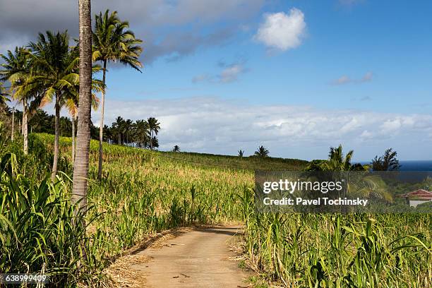 sugar cane plantation on réunion - saint pierre de la réunion imagens e fotografias de stock