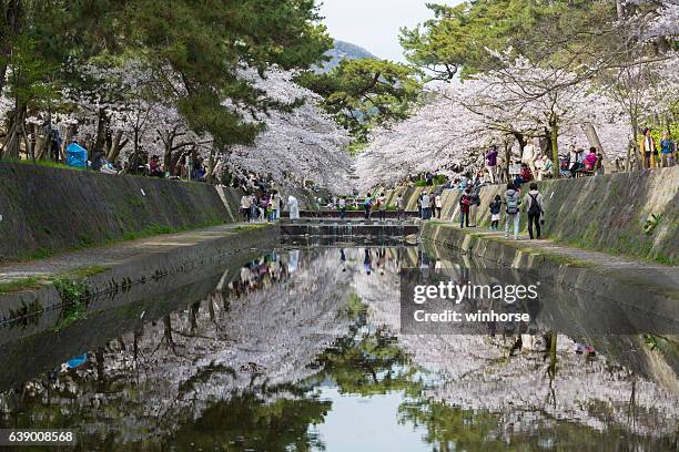 cherry blossoms season in hyogo prefecture, japan - 西宮市 個照片及圖片檔