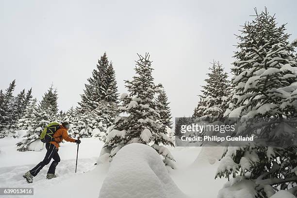 Skier ascends a slope between snow-covered spruces on a ski touring trek up the Scheinberg mountain in the Ammergau alps on January 15, 2017 near...