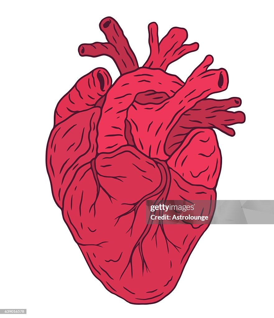 Heart