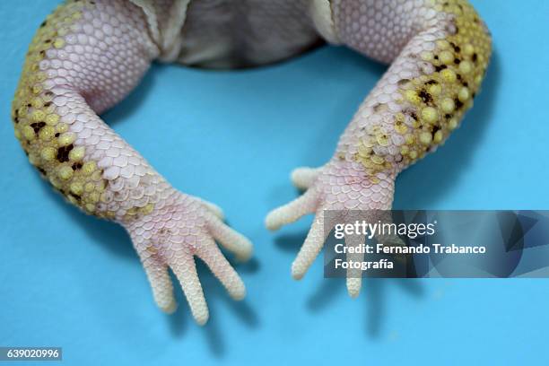 hands of a reptile (leopard gecko) - frosch stock-fotos und bilder