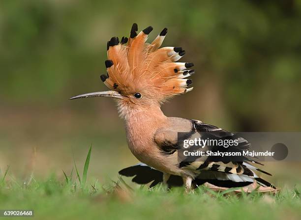 hoopoe spreading its crest - hoopoe stock pictures, royalty-free photos & images