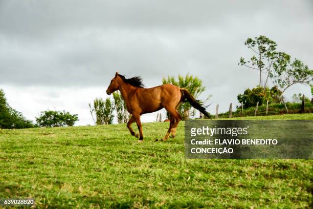 cena rural com cavalos em fazenda - cavalo stock-fotos und bilder