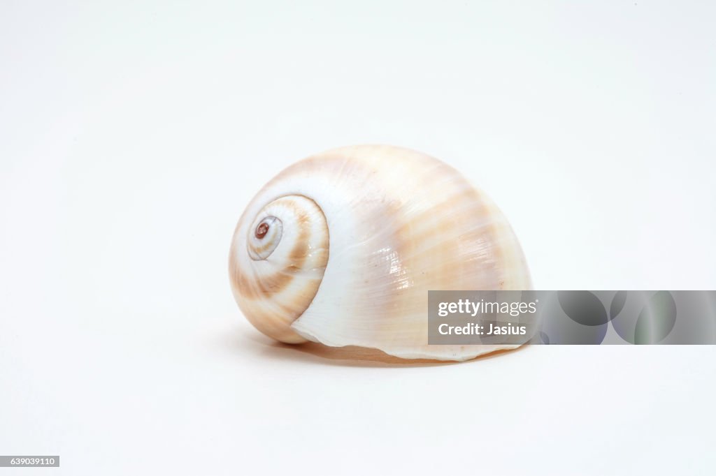 Sea shell macro photo with white background
