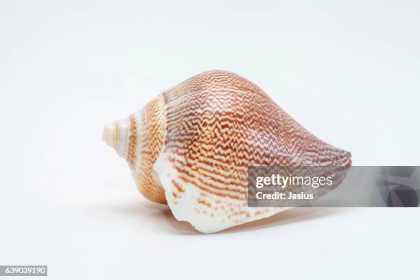 sea shell macro photo with white background - concha parte del cuerpo animal fotografías e imágenes de stock