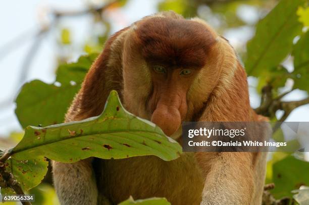 proboscis monkey (nasalis larvatus), bako national park, sarawak, borneo, malaysia - proboscis monkey stock pictures, royalty-free photos & images