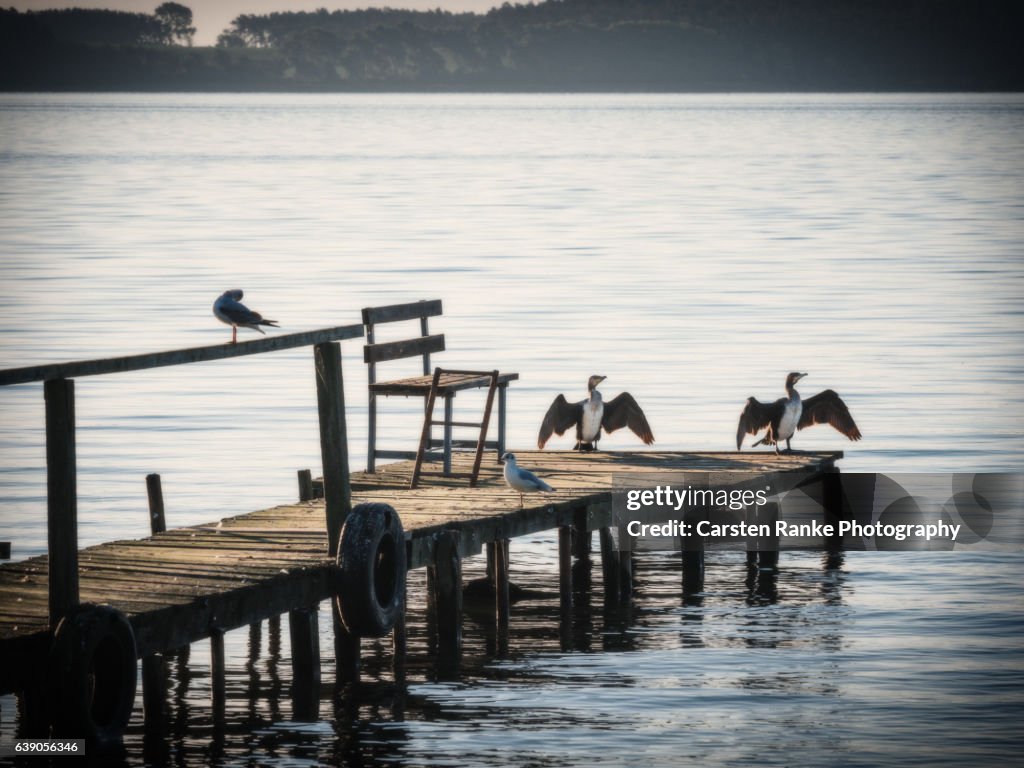 Cormorants, Usedom