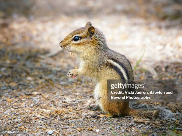 chipmunk profile at elizabeth morton wildlife preserve - chipmunk stock pictures, royalty-free photos & images