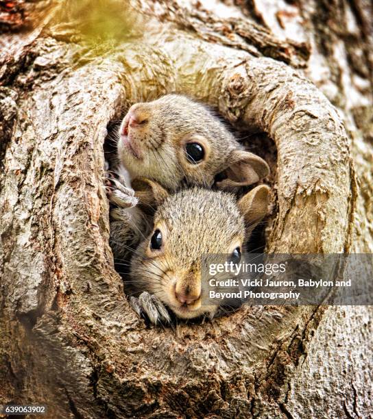 two curious baby squirrels - リス ストックフォトと画像