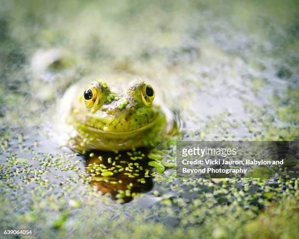 adorable little bullfrog in water at elizabeth morton preserve - amphibian stock pictures, royalty-free photos & images