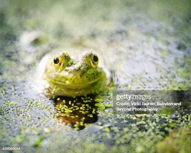 adorable little bullfrog in water at elizabeth morton preserve - príncipe encantado imagens e fotografias de stock