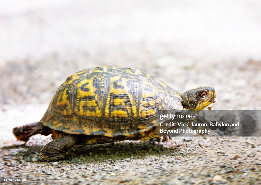 Box Turtle on the Run in Wainscott, Long Island