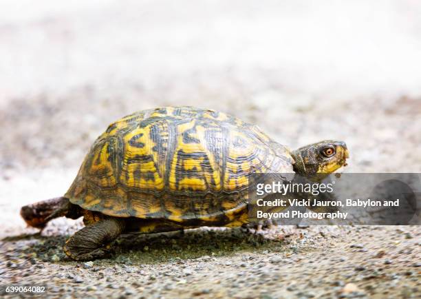 box turtle on the run in wainscott, long island - box turtle - fotografias e filmes do acervo