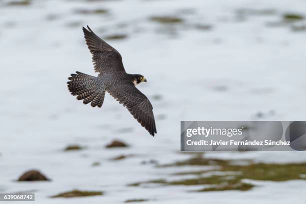 a peregrine falcon (falco peregrinus) flying in a mountainous area with snowy background, in search of prey. - falcon bird stock-fotos und bilder