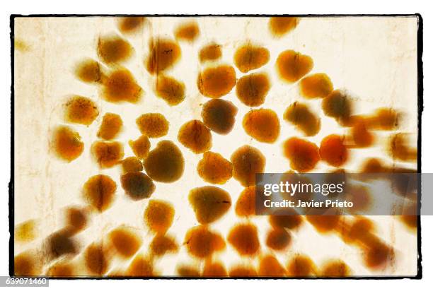 Scanner Texture Photos and Premium High Res Pictures - Getty Images
